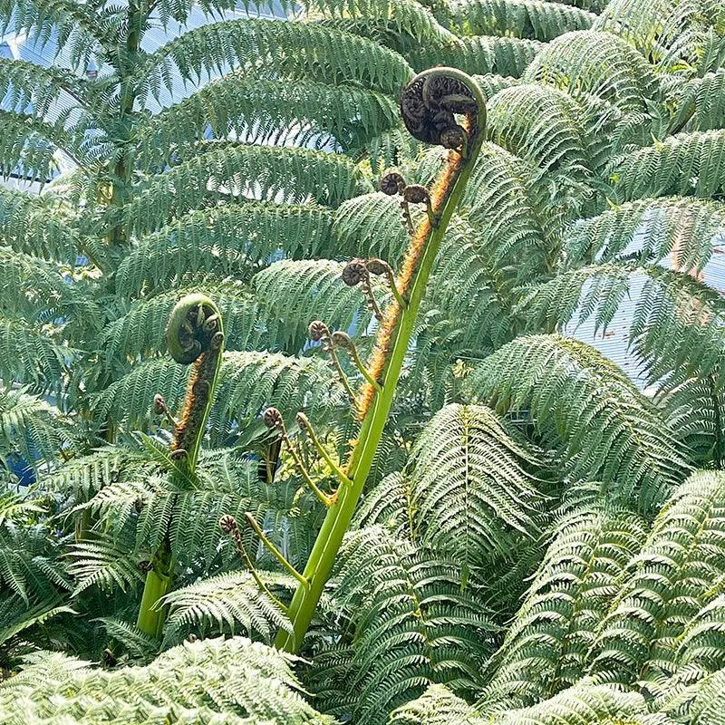 Greenstone Koru Earrings